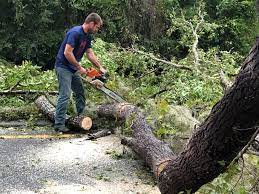 Best Emergency Tree Removal  in Peachtree Corners, GA