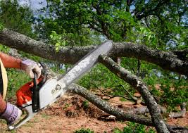 Best Fruit Tree Pruning  in Peachtree Corners, GA