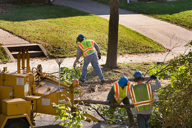 Best Lawn Disease Treatment  in Peachtree Corners, GA