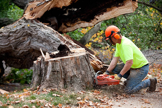 Trusted Peachtree Corners, GA  Tree Services Experts