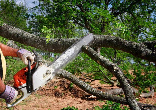 Why Choose Our Tree Removal Services in Peachtree Corners, GA?